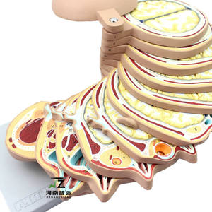 Modelo Anatómico Seccional del Cerebro Humano Pintado a Mano en PVC de Zhizao Medical Science, con Estructuras Detalladas para Uso Educativo - Product Image 3