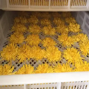 Großhandel frisch getrockneter Chrysanthemum-Tee hochwertiger Schlankheitstee in Beuteln Schachteln Massenverpackung frisch verarbeitet