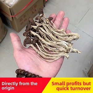<span class=keywords><strong>Champignons</strong></span> d'Arbre à Thé Séchés Sans Racines de Qualité Supérieure - Agrocybe Aegerita à Capuchon Fermé Sans Racines - Product Image 3