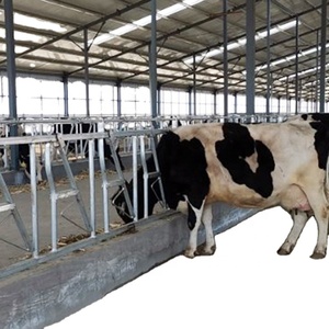 Ordeñadoras <span class=keywords><strong>de</strong></span> metrología electrónica, sistema automático <span class=keywords><strong>de</strong></span> máquinas <span class=keywords><strong>de</strong></span> <span class=keywords><strong>vaca</strong></span> beneficiosas para <span class=keywords><strong>la</strong></span> salud <span class=keywords><strong>de</strong></span> las <span class=keywords><strong>vaca</strong></span> lecheras - Product Image 4