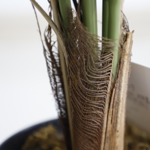 常緑観賞用樹木人工植物の屋内タイプ - Product Image 4