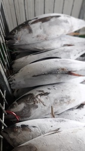 Hot Sell Bulk Frozen Yellow Fin Tuna <b>Fish</b> with IQF Freezing Process and Vacuum Pack for Wholesale Buyers - Product Image 3