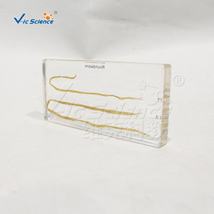 Espécimes encapsulados de ascarinas macho y hembra; material didáctico para experimentos de biología; espécimes de observación científica para - Product Image 4