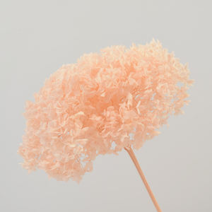 HFlora última venta caliente planta natural conservada flores Hortensia manojo con vapor para el hogar tienda de bodas - Product Image 1