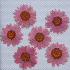 20mm-30mm Natural flor prensada en seco DIY accesorios de joyería Margarita prensada seca para funda de teléfono postal decoración artesanal - Product Image 6