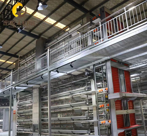 Jaula para Gallinas <span class=keywords><strong>de</strong></span> 3 y 4 Niveles, Jaulas para Pollos Tipo H Galvanizadas en Oferta, Jaula para Gallos Totalmente Automatizada, Equipo para Granjas Avícolas - Product Image 5