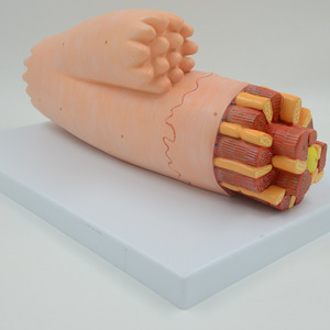 Modelo de Tejido Muscular Cardíaco Humano, Modelo de Microestructura del Miocardio Altamente Detallado para Educación y Entrenamiento <span class=keywords><strong>Médico</strong></span> con ISO y CE - Product Image 3