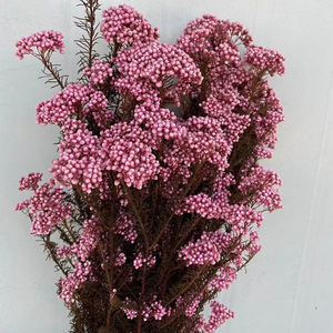 ดอกไม้แห้งสีขาวสำหรับตกแต่งพิธีแต่งงาน,ดอกไม้ตกแต่งธรรมชาติแห้งขายส่งโรงงานและพวงหรีด - Product Image 3