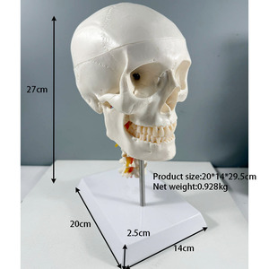 جمجمة بيضاء بشرية تشريحية 3 أجزاء بالحجم الطبيعي على الطراز الأوروبي والأمريكية مع 7 نماذج للعمود الفقري العنقي - Product Image 2