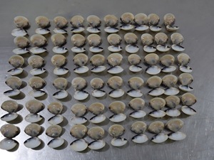 Cuit bouilli congelé palourde <span class=keywords><strong>elle</strong></span> sur palourde blanche - Product Image 2