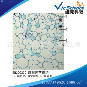Water hyacinth stem cross section; plant slide; stem and stem modifications; animal and plant sections; <b>microscope</b> slide. - Product Image 3