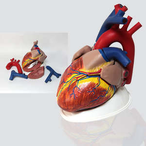 Высококачественная Модель <span class=keywords><strong>3D</strong></span> анатомического человеческого сердца, 5 раз в жизни - Product Image 1