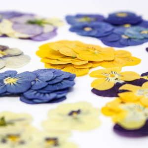 <span class=keywords><strong>Viola</strong></span> pansy บีบแห้งสามสีสำหรับตกแต่งร่างกายใบหน้าและแต่งหน้าเทียน DIY เคสโทรศัพท์เครื่องประดับเล็บ - Product Image 1