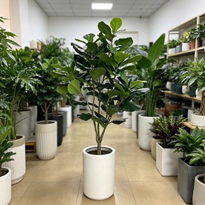 210cm Pitted white basin Fiddle-leaf fig– Eco-Friendly Plant for Wedding & Event Decoration - Product Image 5