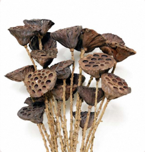 Tallos de Loto Secos Naturales, Follaje de Flores Secas para Decoración del Hogar en Acción de Gracias, Manualidades, Ramos de Flores - Product Image 3