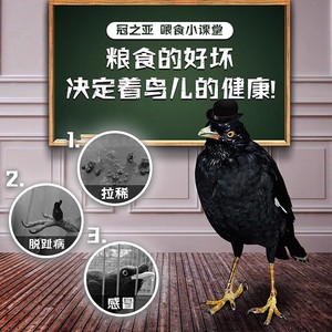 Nourriture pour oiseaux à haute teneur en protéines pour les mynas, 85 % de protéines, complément alimentaire naturel, formule d'alimentation - Product Image 2