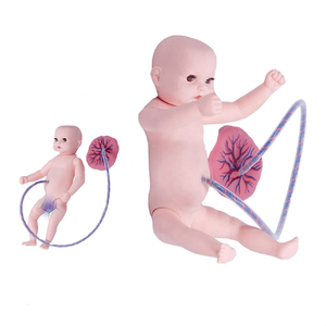 <span class=keywords><strong>Model</strong></span> Perawatan Tali Pusat Bayi Neonatal Lanjutan yang Realistis untuk Praktik Keperawatan - Product Image 5