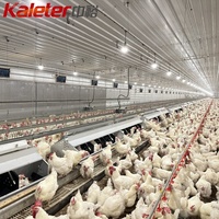 Système automatique de collecte d'oeufs en métal équipement de ferme de volaille poulailler poulaillers poulaillers à rouler nichoir poules pondeuses