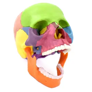 FRT024 Medical Teaching Can Be Disassembled 15 Parts Skull 1:2 Human Body Color Skull Model PVC Material Anatomical Skull Model