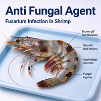 Stimule l'immunité et la vitalité des crevettes, aide les crevettes à résister aux infections de Fusarium, agent antifongique, réduit le stress fongique