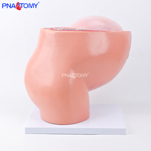 แบบจำลองกระดูกเชิงกรานคนตั้งครรภ์ ขนาดเท่าจริง ทำจาก PVC แบบจำลองกายวิภาคของทารกในครรภ์ สำหรับการสอนทางวิทยาศาสตร์การแพทย์ สำหรับแบบจำลองกายวิภาคของหญิงตั้งครรภ์ - Product Image 6