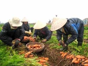 fresh carrot from vietnam - Product Image 2