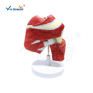 Modelo de Músculos Profundos del Membro Superior con Manguito Rotador para <span class=keywords><strong>Educación</strong></span> Anatómica - Product Image 3