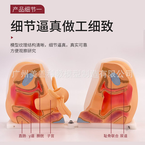 Modèle d'anatomie reproductive féminine : col de l'utérus, utérus, vagin, ovaires ; examen gynécologique ; modèle de reproduction à l'échelle 1:1 - Product Image 1