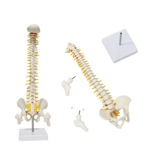 Modèle anatomique humain FRT017 taille moyenne enseignement médical colonne vertébrale avec modèle de squelette d'os de jambe aides pédagogiques médicales modèle de colonne vertébrale - Product Image 1
