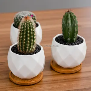 Hete Verkoop Keramische Bloempot Sappige Plantenbak Pot Witte Cactus Bloempot