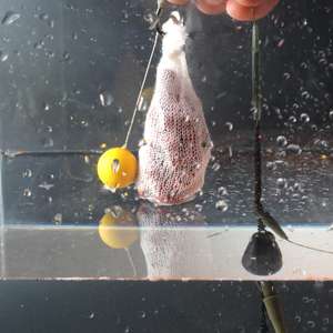 อุปกรณ์ตกปลา<span class=keywords><strong>คา</strong></span><span class=keywords><strong>ร์</strong></span>พ ตาข่าย PVA ละลายน้ำได้ สำหรับใส่เหยื่อตกปลา - Product Image 4