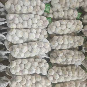 <span class=keywords><strong>Ajo</strong></span> Blanco Fresco Cosecha 2026, 4.5cm, Alta Calidad, Suministro a Granel, Directo <span class=keywords><strong>de</strong></span> Granja, Envío a Congo Brazzaville - Product Image 4