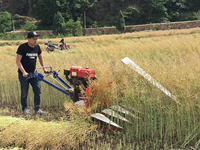 Moissonneuse-batteuse pour riz et blé, petite moissonneuse de céréales pour la récolte et le battage du riz et du blé sur les rizières, machine agricole