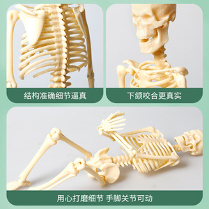 Modelo de esqueleto humano de 35 cm, juguete educativo de anatomía para niños, kit de ensamblaje para aprendizaje científico, juguete STEM unisex - Product Image 5