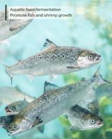 Probiotiques résistants à la chaleur Clostridium Butyricum 2,0x10(10) UFC/g Sac de 10 kg Certifié ISO22000 pour additif alimentaire pour animaux - Boost