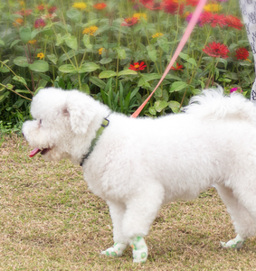 कुत्ते विरोधी गंदगी टेप लेगिंग स्वयं चिपकने वाला पट्टी लपेटकर पैर सुरक्षात्मक पट्टियाँ - Product Image 5