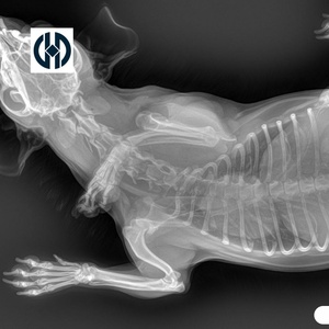 ระบบถ่ายภาพรังสีเอกซ์ดิจิทัลสำหรับสัตว์ พร้อมฟังก์ชันพิมพ์ภาพ/เขียนแผ่นซีดี/สำรองข้อมูลลงยูดิสก์ เพื่อการจัดเก็บข้อมูลที่สะดวก - Product Image 5