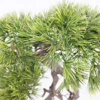 Pohon Pinus Cina Bentuk Khusus Buatan, Tinggi 74cm, dalam Pot