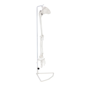 Modelo de <span class=keywords><strong>esqueleto</strong></span> de brazo humano de hueso de miembro <span class=keywords><strong>superior</strong></span> de tamaño real con articulación de hombro - Product Image 1