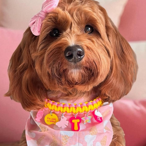 <strong>2026</strong> Wholesale Pet Accessories Personalized Handmade Lightweight Paracord Dog <strong>Collar</strong> with Charms Pet <strong>Collar</strong> for Birthday - Product Image 1
