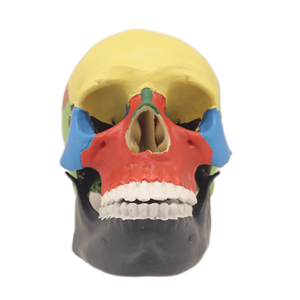 Alta Qualidade OrthoCare Médico PVC Modelo Anatômico Humano PVC 3 Peças 17.5*14.5*17 cm Crânio Modelo de Separação Cromatográfica - Product Image 3