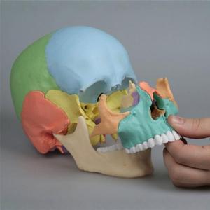 Modèle de crâne humain 1:1, 22 pièces, pour l'enseignement, l'art, la dentisterie, l'analyse, qualité médicale - Product Image 3