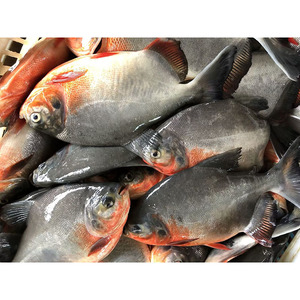 <span class=keywords><strong>ปลา</strong></span>ปอมเฟรตแดงพรีเมียม แช่แข็งทั้งตัว น้ำหนัก 500-800 กรัม แบบ IQF สำหรับตลาดเอเชียตะวันออกเฉียงใต้ ขายส่ง - Product Image 6