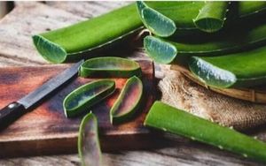 <span class=keywords><strong>Aloe</strong></span> <span class=keywords><strong>Barbadensis</strong></span> Leaf Juice Aloin/Emodin <span class=keywords><strong>Aloe</strong></span> <span class=keywords><strong>Vera</strong></span> Gel liofilizado extrato em pó - Product Image 6