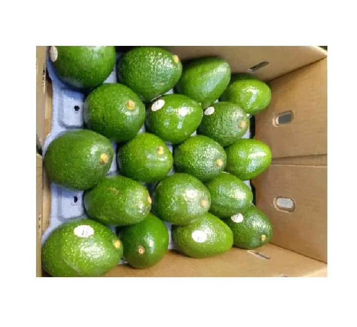 Hot Sale Hass Mexican Premium Distributors Avocados Price Natural Cold Storage Fruits Fresh Fruit Importers Wholesale Avocado