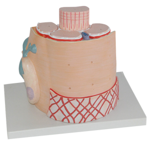 Modelo de Músculo Esquelético de Plástico con Aumento de 40000 Veces, Estructura de Fibra Muscular, Retícula Sarcoplasmática, Miosina, Actina - Product Image 4