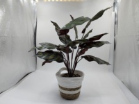 Plante artificielle Calathea en pot, style panier tressé, décoration tropicale sans entretien pour la maison, les bureaux, les entrées, les étagères, les bureaux et les hôtels
