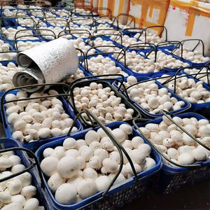 Sistema Hidropónico Agrícola Inteligente de Gran Tamaño ZN 40HQ con Estructura de Acero Multicapa, Color Personalizado, Súper Resistente - Product Image 4