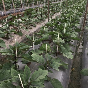 Tuteur de plantes en fibre de verre FRP pour légumes - Product Image 5