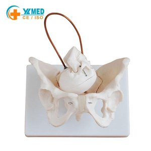 Modelo de <span class=keywords><strong>Esqueleto</strong></span> de Pelvis Femenina de PVC a Tamaño Real con Cráneo de Bebé Extraíble para Enseñanza de Ciencias Médicas y Entrenamiento de Enfermería - Product Image 1